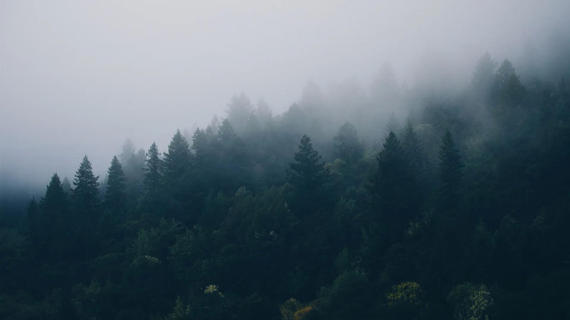 森林 薄雾 云杉 自然 树木 风景