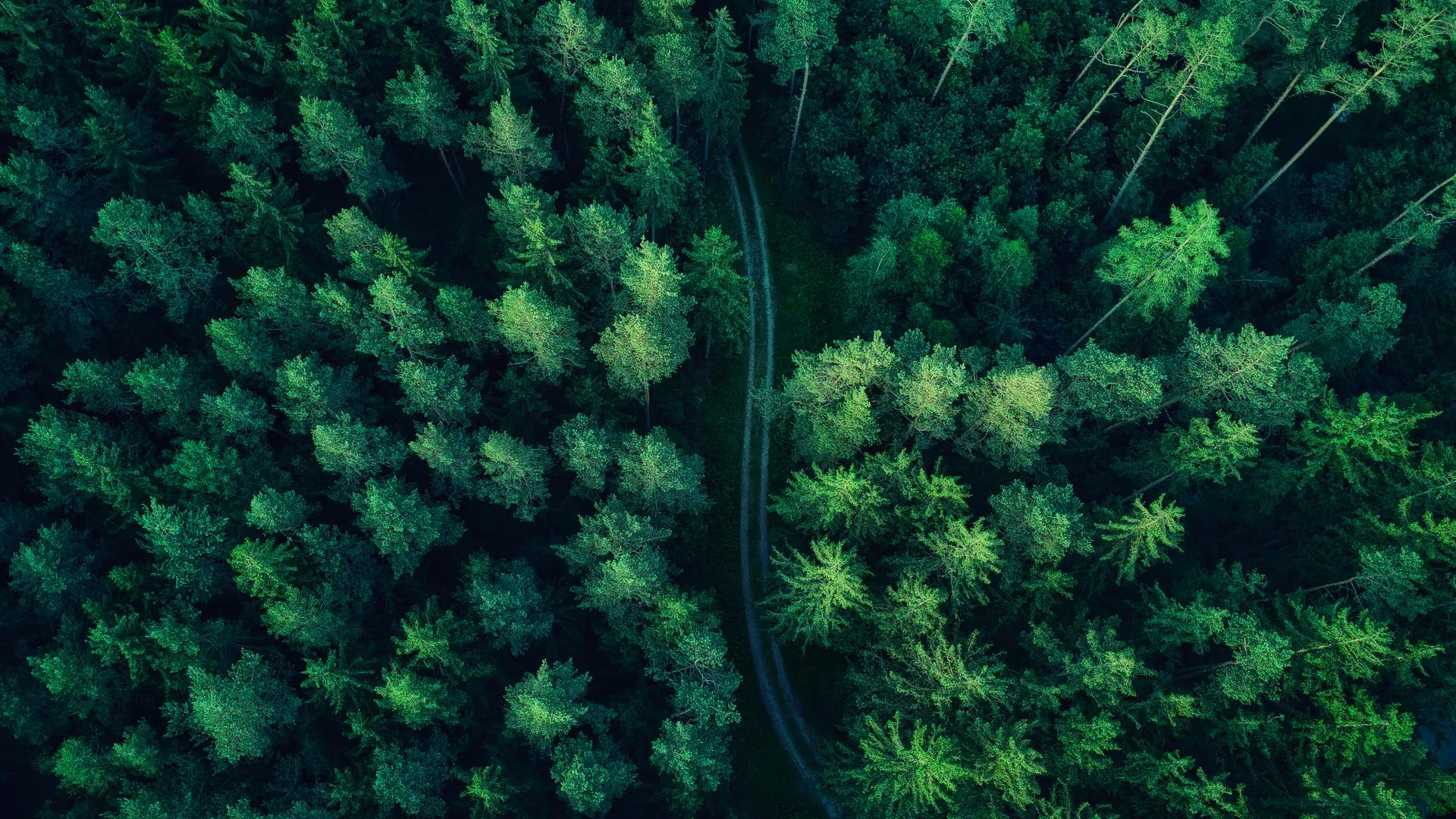 森林 无人机照片 树木 木材 道路 风景  电脑壁纸 4K壁纸